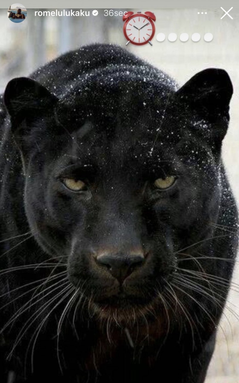 回归倒计时?卢卡库社媒晒黑豹照片+⏰