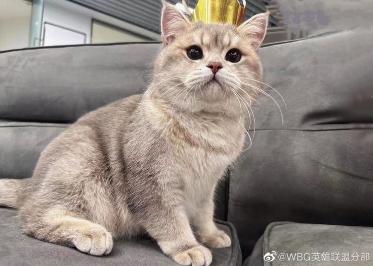 WBG分享Xiaohu宠物麻薯生日返图:是一岁生日的快乐小猫咪!