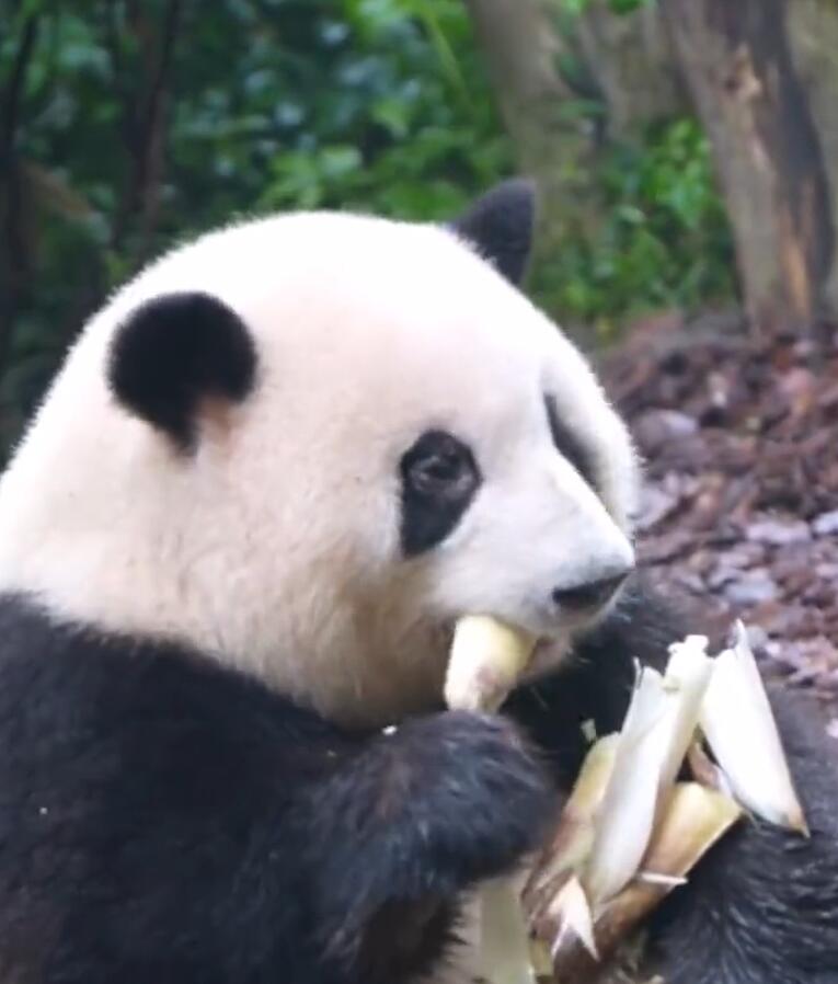 ?阿根廷国宝能与咱们的国宝产生互动吗?