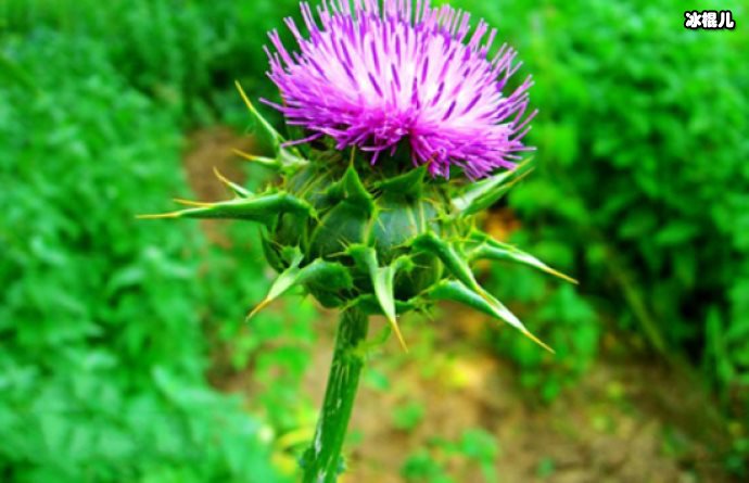 水月与同性恋人婚后首次发声,对于支持和祝福她们的人表示感谢